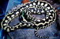 /album/fotogalerie-krajta-diamantova/krajta-diamantova-jpg/